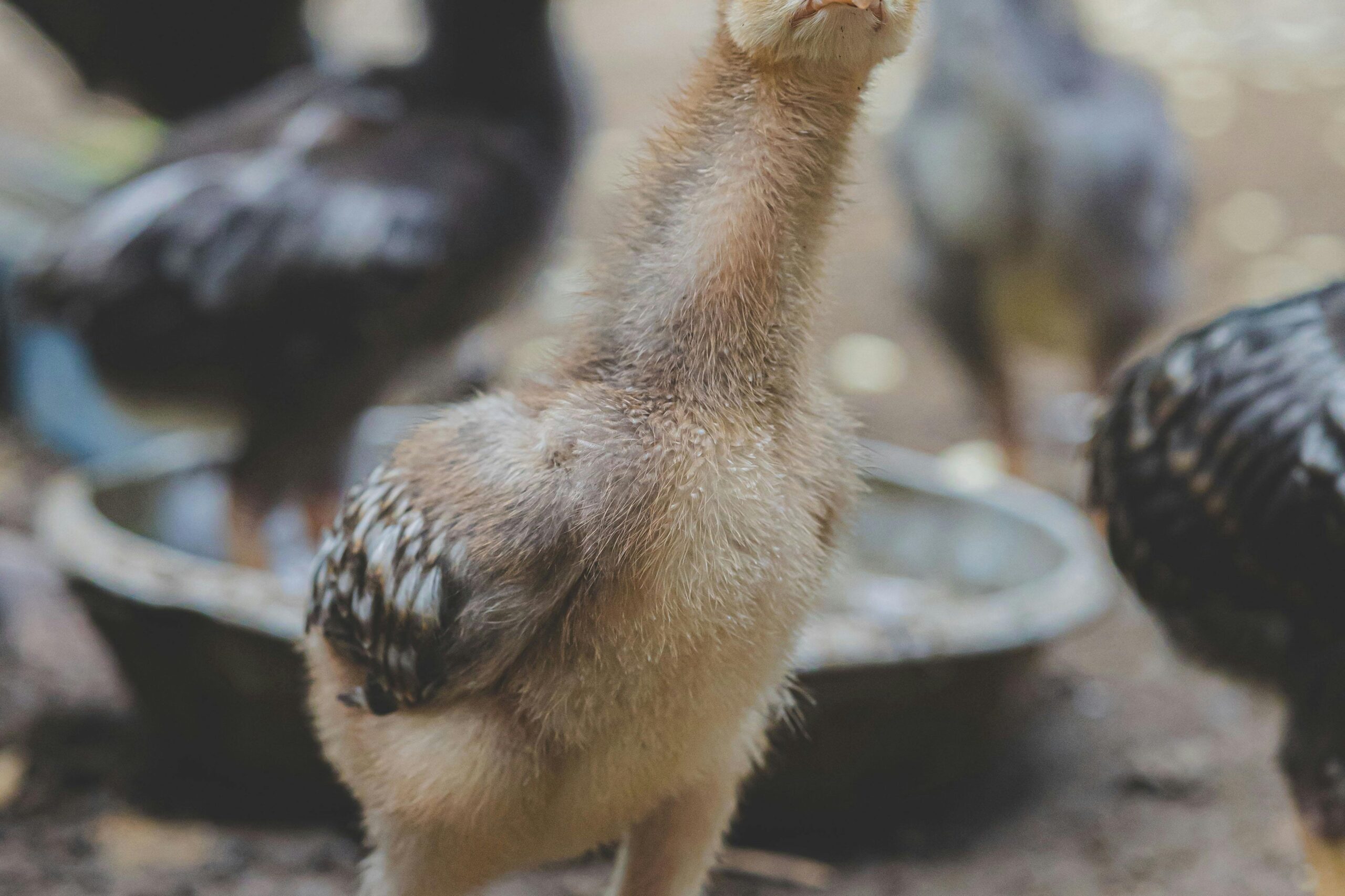 Rassenwahl: Welche Hühner sind geeignet?